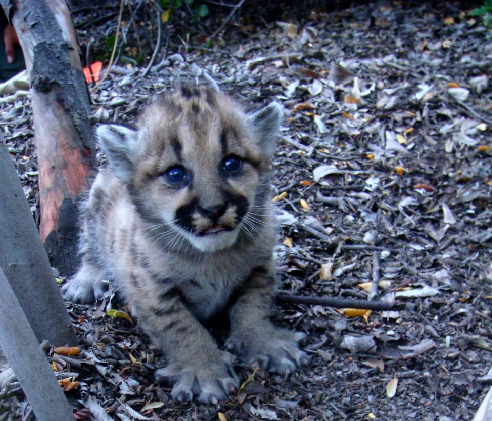 P18 Kitten (8970174347)