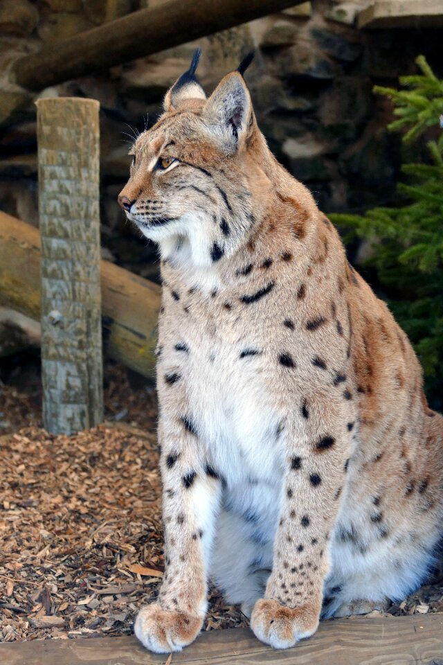 Nature cat animal