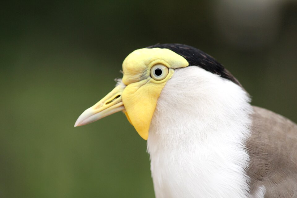 Bird zoo colorful