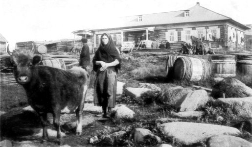 P161a At Karaulnoye - the northernmost cow