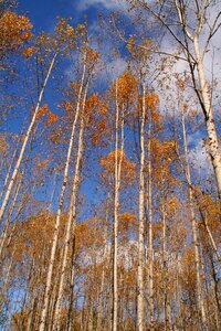 Autumn sky scenery october