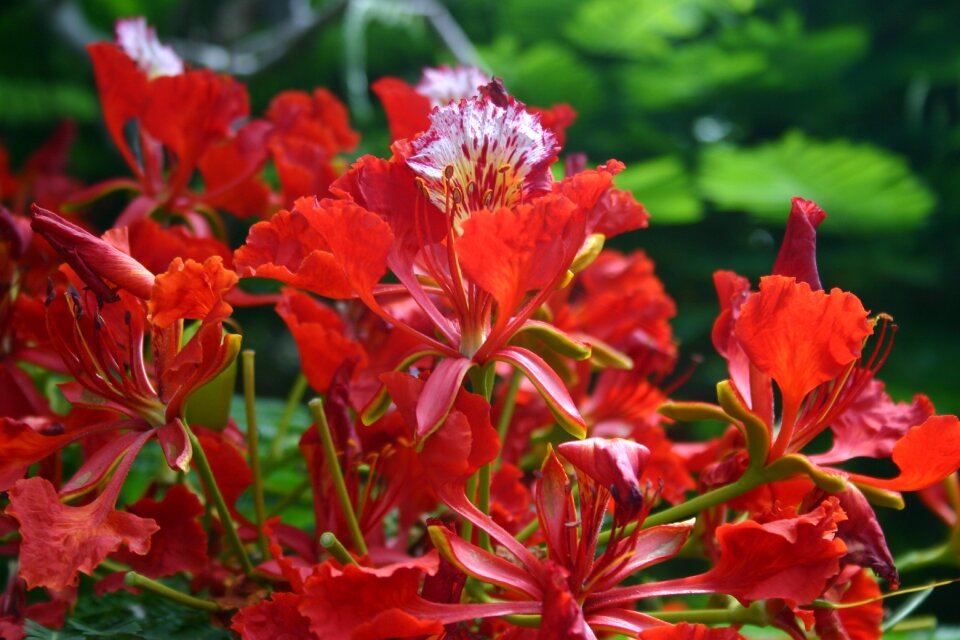 Red botanical flower