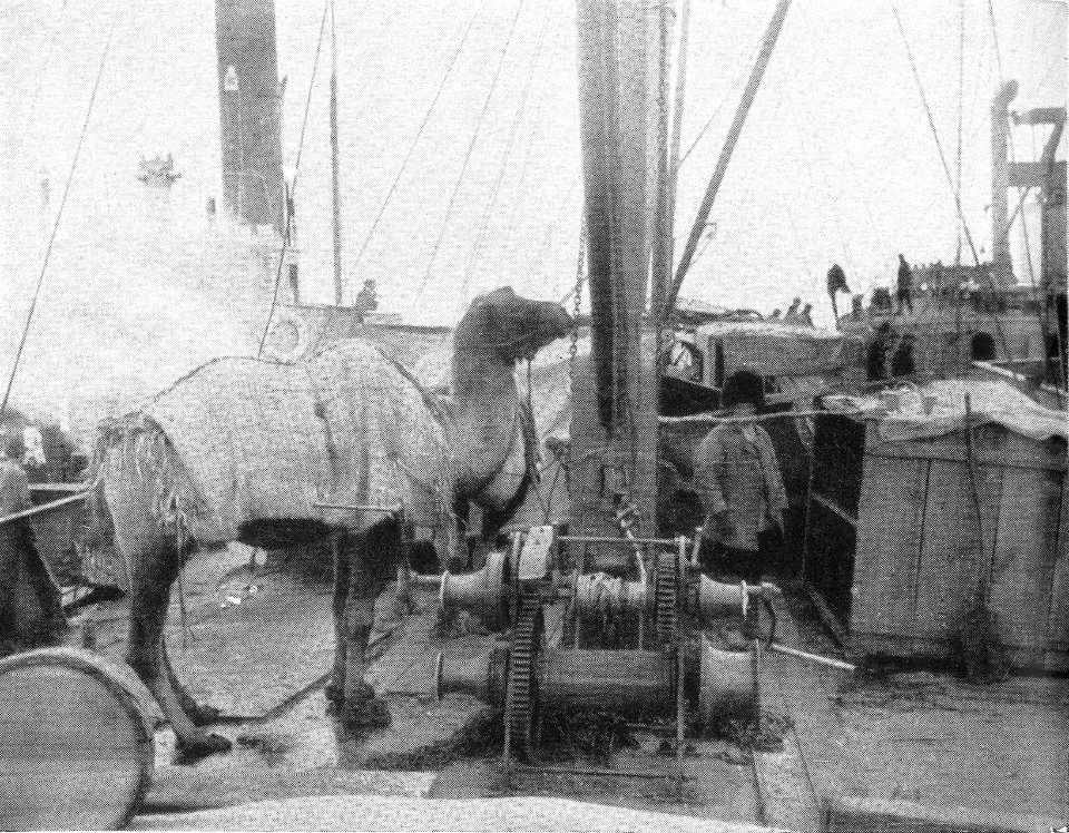 P98a Camels on the deck of the lighter