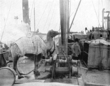 P98a Camels on the deck of the lighter