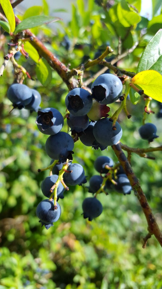 Summer fruits harvest fruit