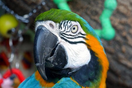 Macaw portrait tropical photo