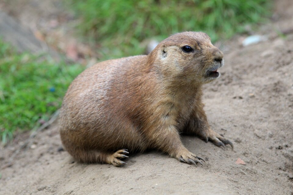 Prairie dog zoo mammal