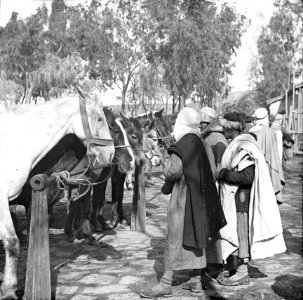 Paardenmarkt in Maison-Carrée (nu El Harrach, Algerije) in 1890 (RHCL, VKG 062)