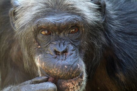 Chimpanzee mammal zoo