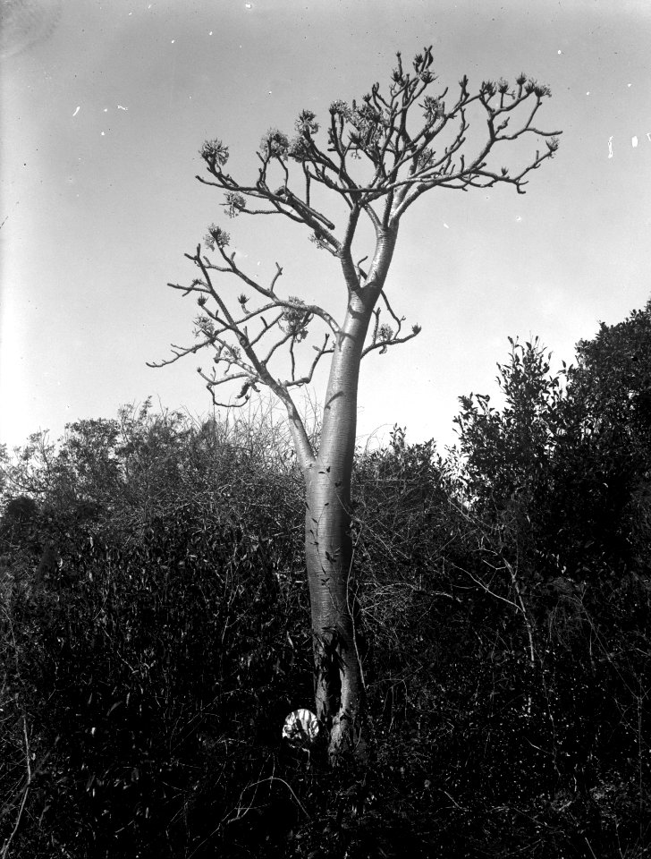 Pachypodium i blom. Mahajanga, Majunga. Madagaskar - SMVK - 022065