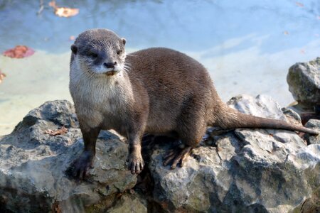 Nature animal outdoors