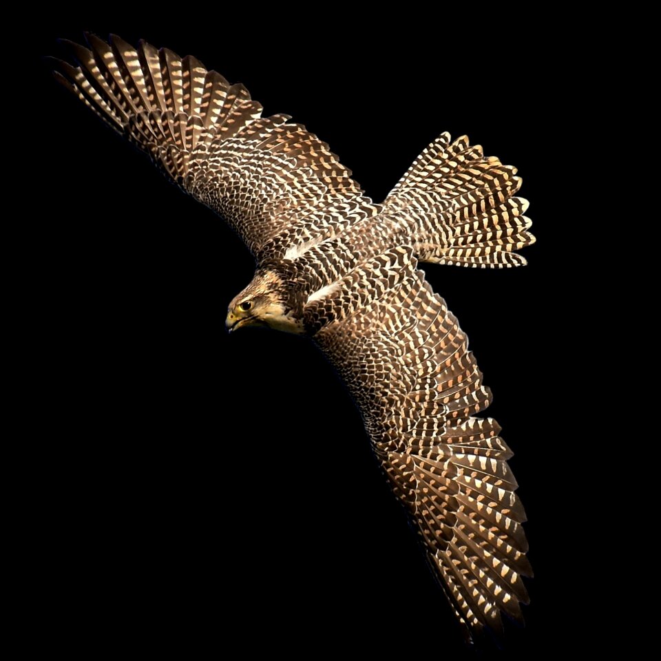 Wild animal nature feather