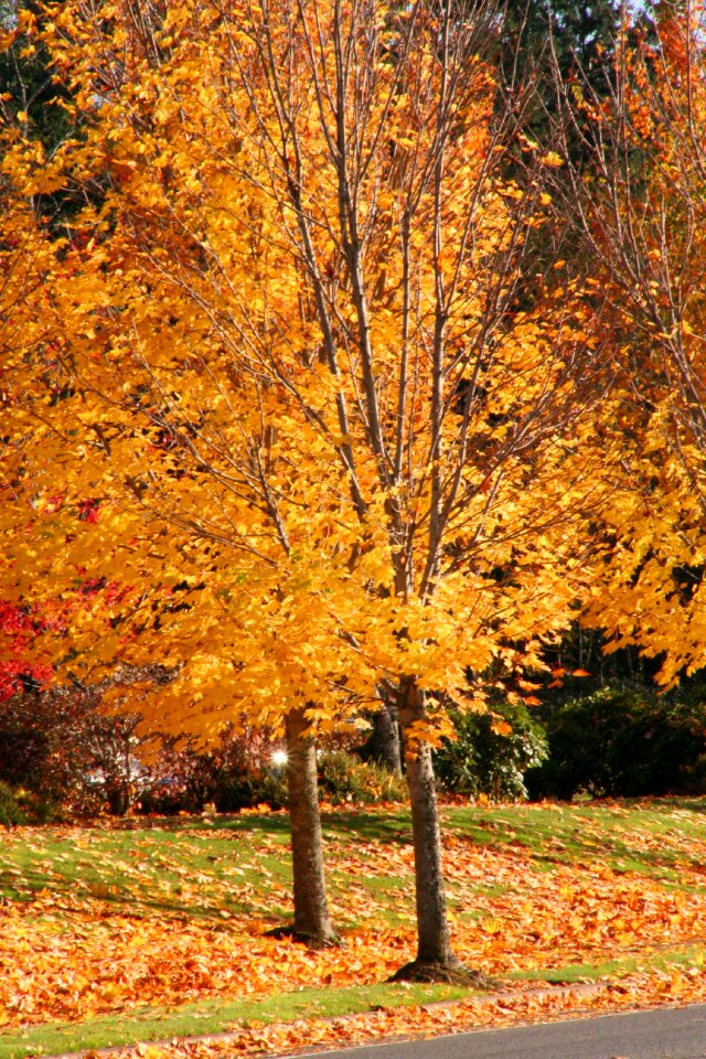 Foliage autumn october