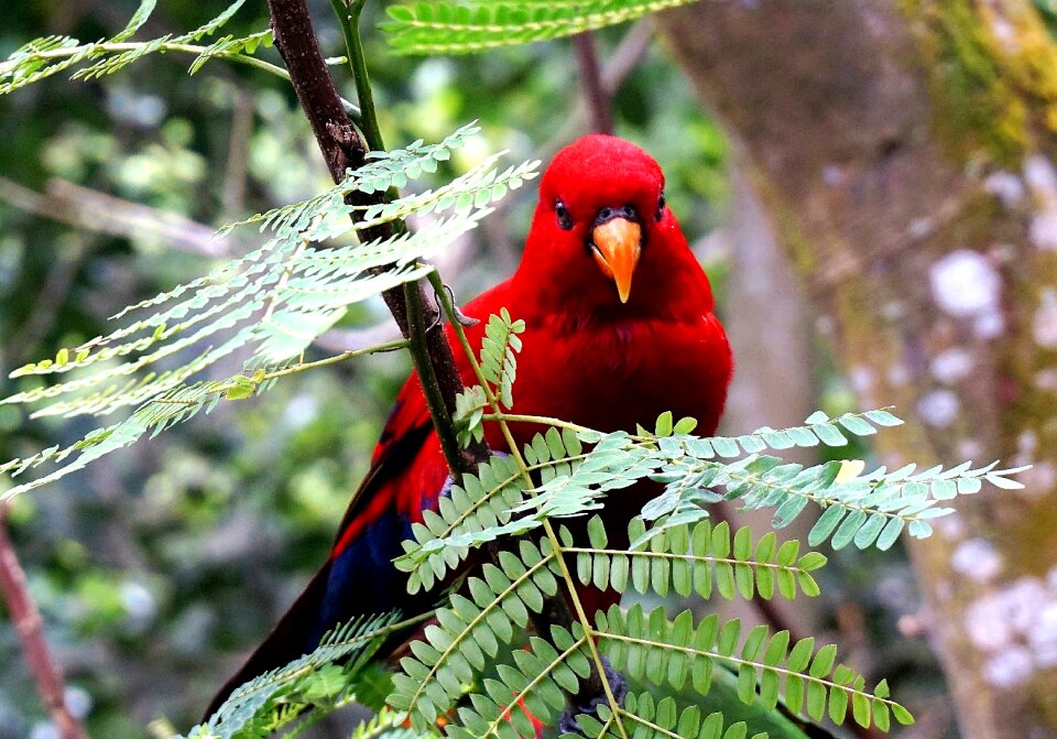 Animal tree plant