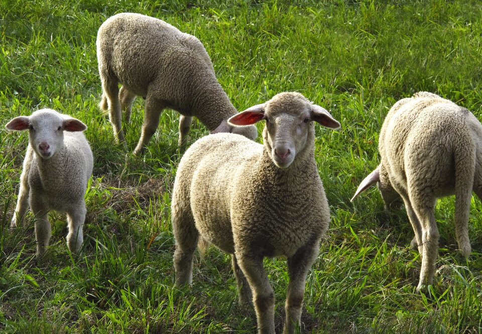 Domestic sheep animals meadow