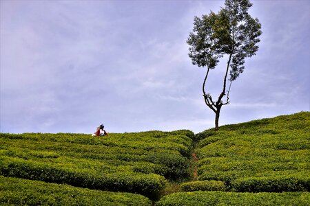 Tea harvest sri lanka arbeiterinportrait
