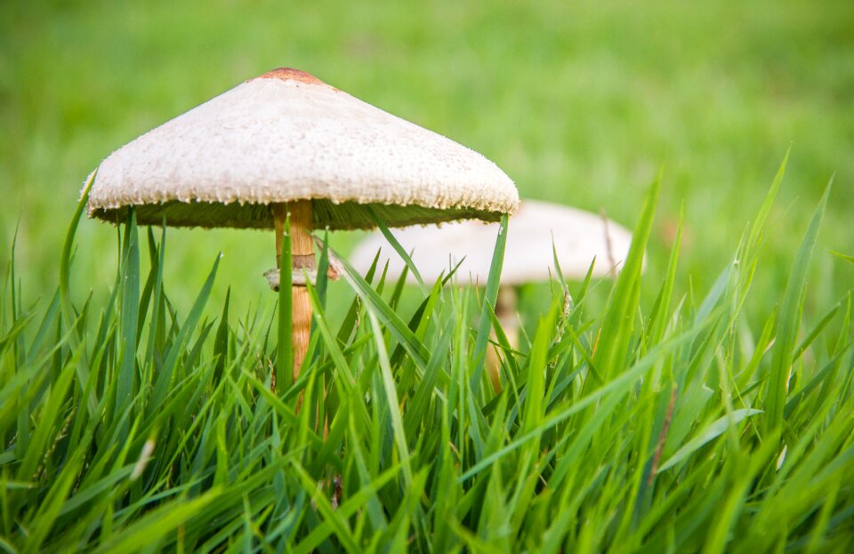 Mushroom fungi nature