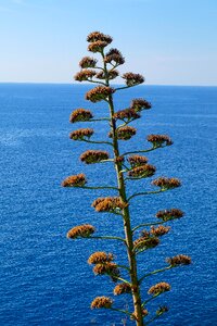 Water plant fatty plant