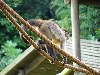 Squirrel monkey everything own