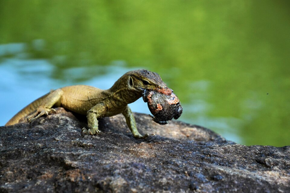 Animal lizard death