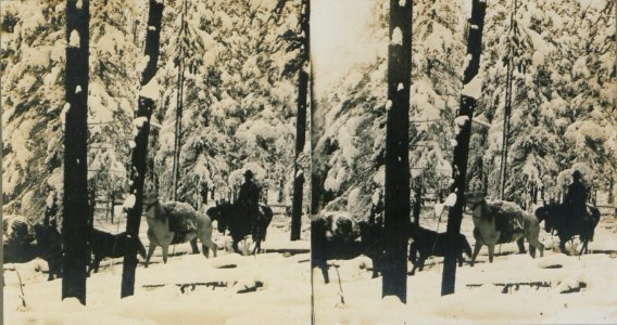 Pack train, Canadian Rockies (HS85-10-19053)