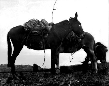 Packmulor. Sydamerika. Bolivia - SMVK - 002421
