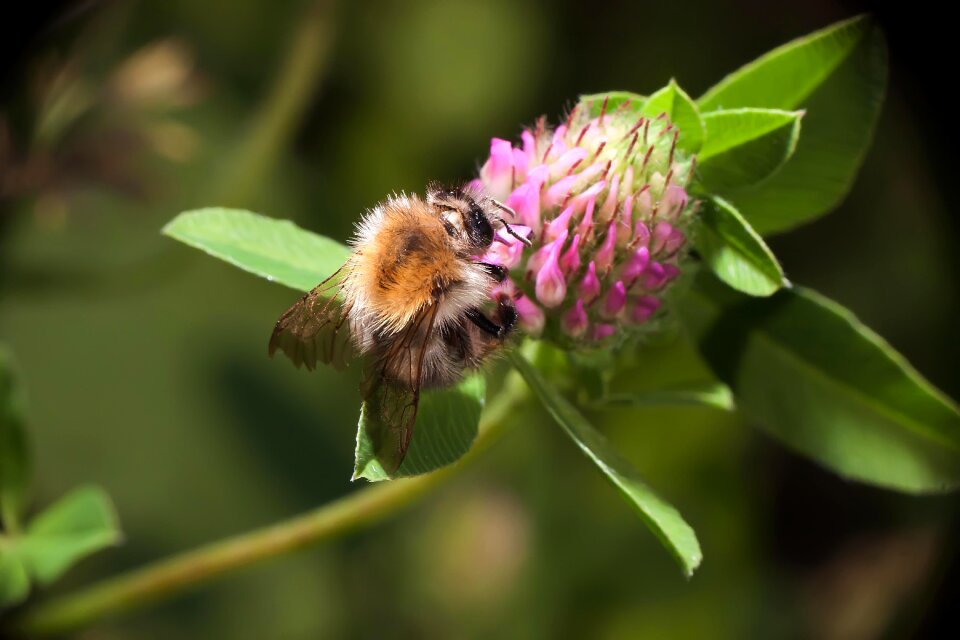 Pollen nature flower