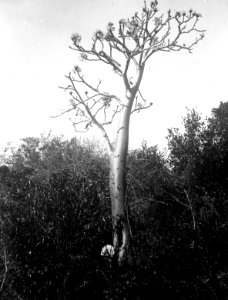 Packypodium i blom. Madagaskar - SMVK - 2008D