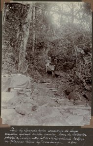 Pad bij Grandafoetoe waarover de leege corjalen gesleept moeten worden. Door de herhaalde prikkel zijn vele wortels tot 25 c meter toe verbreed. C.H. de Goeje en Johannes helpen bij het overbrengen (12 Augustus 1904)