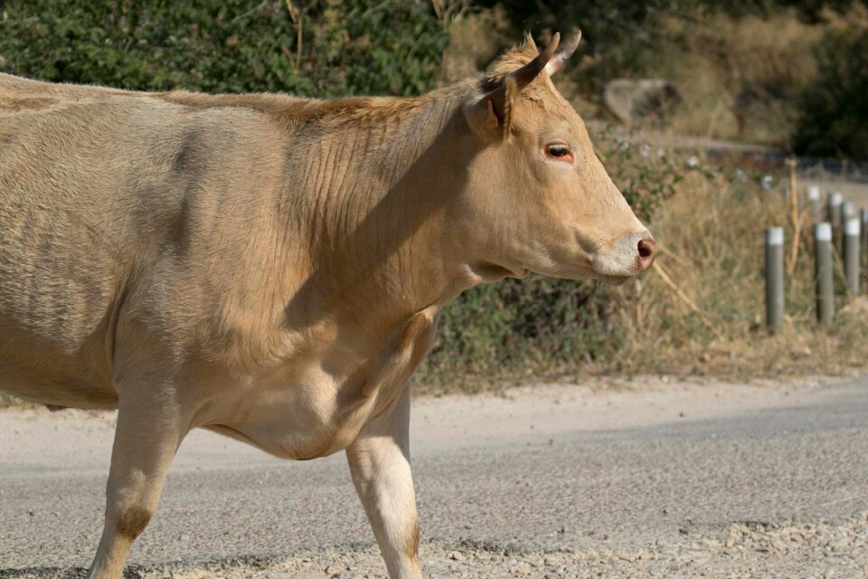Bovine face horns