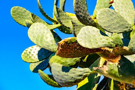 Plant mediterranean italy