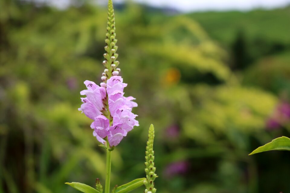 Belvedere nature macro