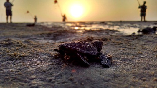 Padre Island National Seashore baby turtle photo