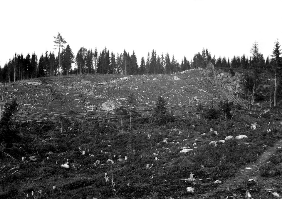 Nysått svedjeland vid Södra Ängen, Märrtjärn, Gräsmark i Värmland - Nordiska museet - NMA.0076765