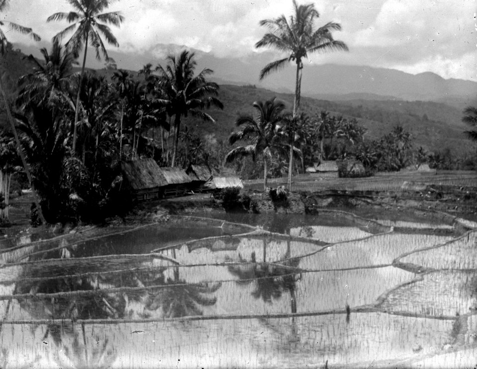 Nysatt ris på Sawahn vice Mataoere och Soengkoe. Sulawesi, Kulawi. Indonesien - SMVK - 022141