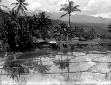 Nysatt ris på Sawahn vice Mataoere och Soengkoe. Sulawesi, Kulawi. Indonesien - SMVK - 022141