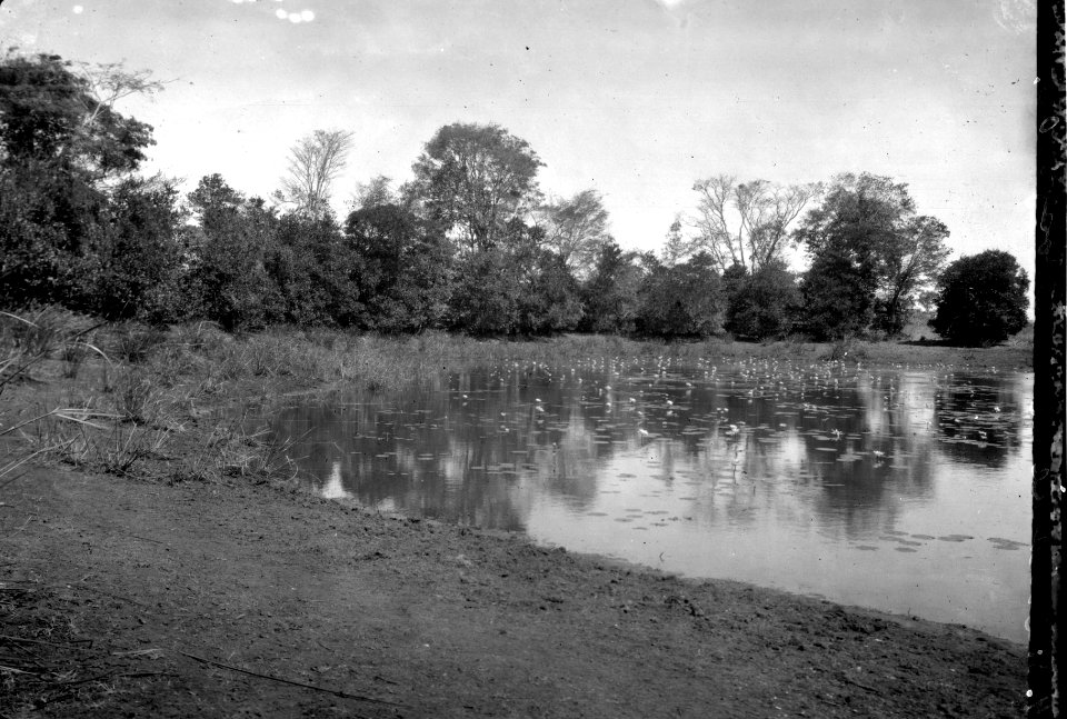Näckrosdammen. S-te Marie de Marovoay. Madagaskar - SMVK - 021872