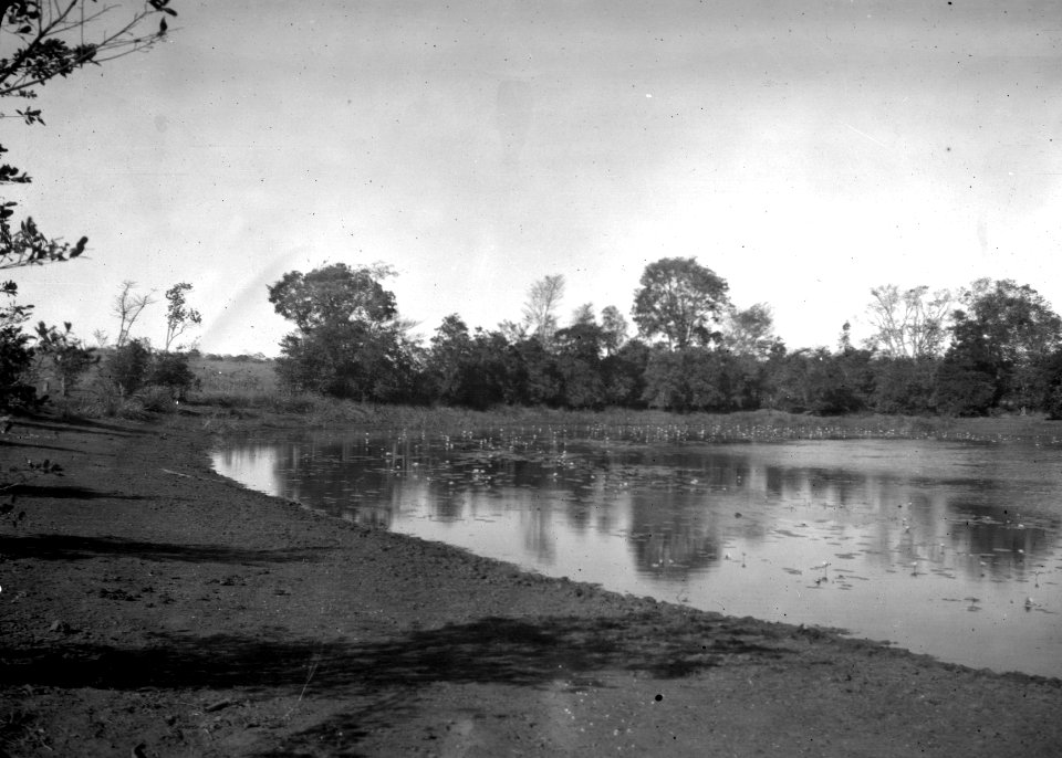 Näckrosdammen. S-te Marie de Marovoay. Madagaskar - SMVK - 021873