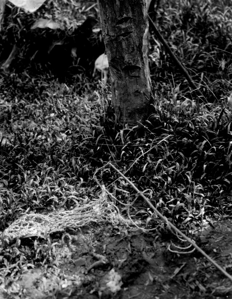 Nätliknande snara för bältor. Prov. Veraguas, Panamá. Veraguas. Panama - SMVK - 004281