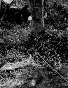 Nätliknande snara för bältor. Prov. Veraguas, Panamá. Veraguas. Panama - SMVK - 004281