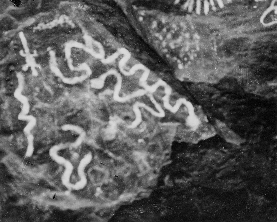 Nära Chiméo, mellan Pilcomayo och Tarija. Chiméo, Sydamerika. Bolivia - SMVK - 005797