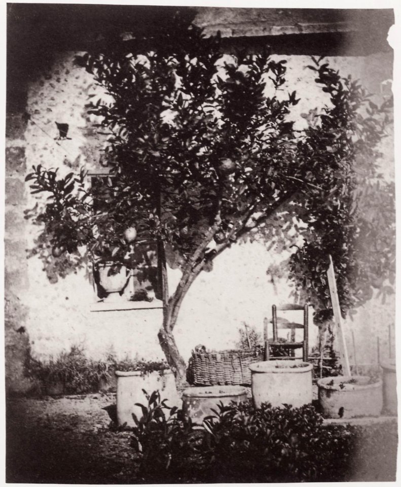 Nègre, Charles - Zitronenbaum (Zeno Fotografie)