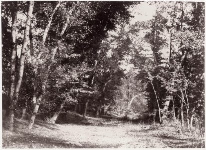 Nègre, Charles - Der Wald von Muy (Var) (Zeno Fotografie)