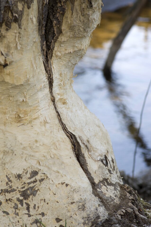 Wood beaver water