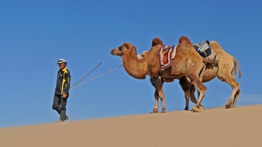 Camel mongolia wüstentour photo