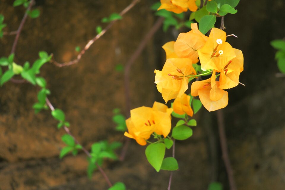 Flower garden flower's