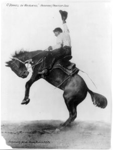 O'Donnell on Whirlwind (bucking bronco), Cheyenne Frontier Days LCCN2005691596 photo