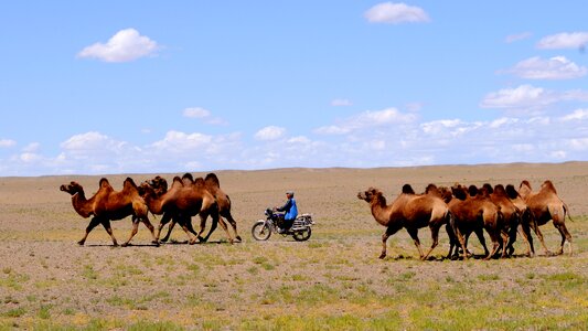 Nomadic life desert landscape camels photo