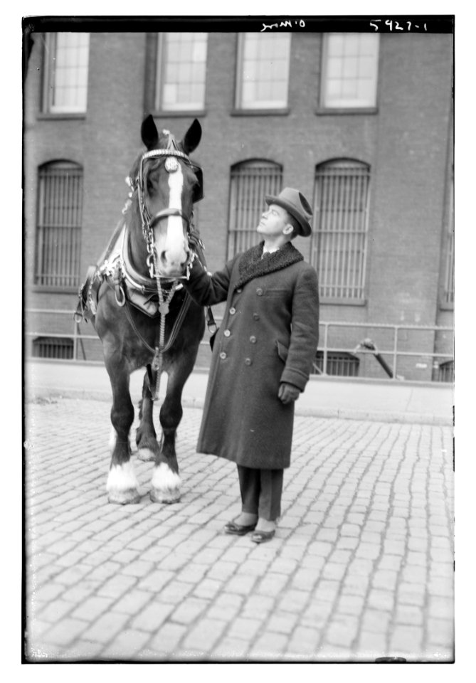 O'More (horse) LCCN2014715680