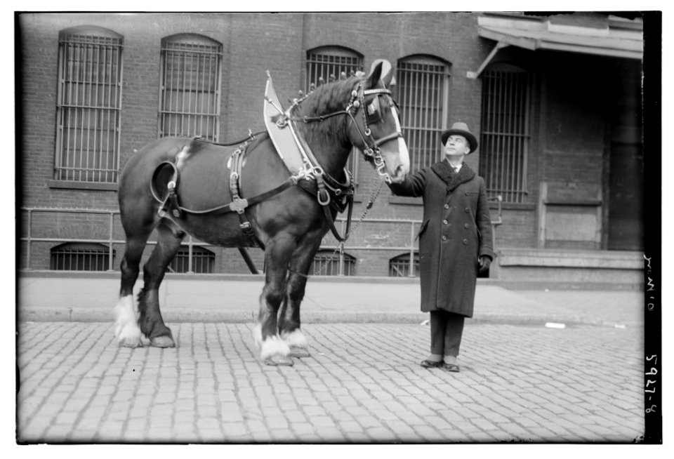 O'More (horse) LCCN2014715681